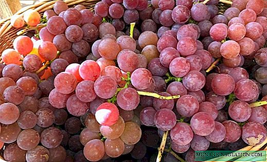11 najboljih sorti grožđa koje će vam pomoći stvoriti jedinstveno domaće vino