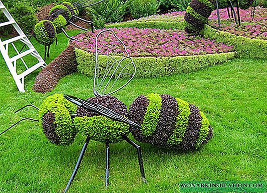 I-DIY topiary: kunciphisa amasu ama-3 ahlukile wokwenza amajamo aluhlaza