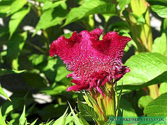 Celosia رنگارنگ در باغ: 30 عکس از برنامه طراحی