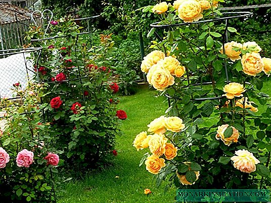 5 grešaka koje radite kada uzgajate ruže u zemlji