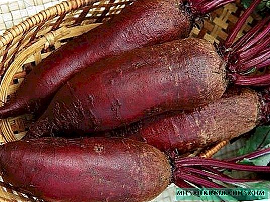 နွေရာသီတွင်နေထိုင်သောအချိုရည်များနှင့်အသီးအပွင့်ဆုံးသော beet မျိုး ၅ မျိုးသည်