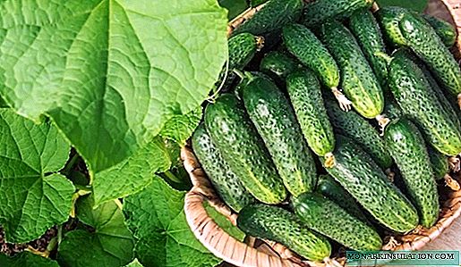 5 selfbestuiwde komkommervariëteite wat ongelooflik maklik is om te kweek