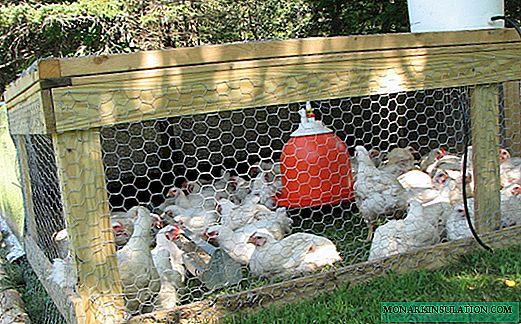 Como facer bebedores e alimentadores para galiñas: unha visión xeral dos 5 mellores deseños caseiros
