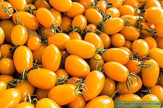Mel V tomatoes, quae omnes annos in vestri hortus