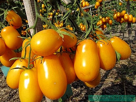 5 das miñas variedades de tomate favoritas que son excelentes para o decapado
