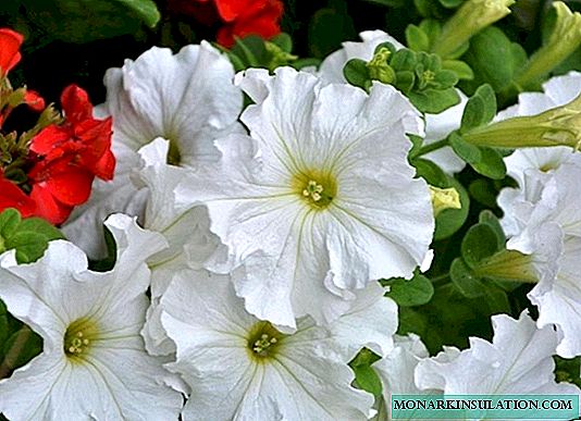 पेटुनियसच्या लांब आणि मुबलक फुलांच्या 5 रहस्ये