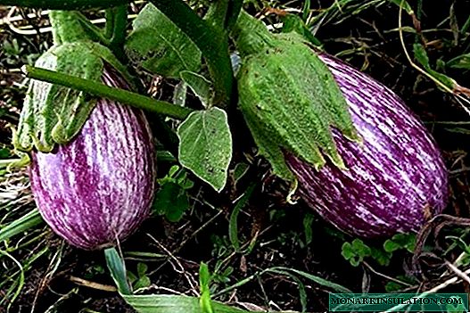 V mane maturandi varietate eggplant in medio cohortem
