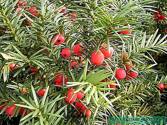 Poisonous conifer prince: 50 mga ideya para sa paggamit ng yew sa disenyo ng landscape