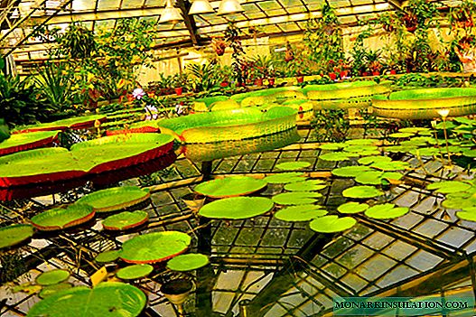 6 прекрасни ботанички градини на Русија, каде можете да peиркате многу интересни идеи за вашата цветна градина