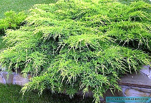 6 conifers na naglilinis ng hardin ng mga pathogen