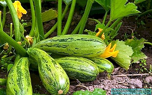 Die 6 maklikste groente om te groei