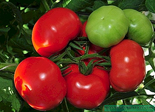 7 variét tomat pangsaéna pikeun tanah kabuka, anu bakal masihan anjeun panén anu beunghar
