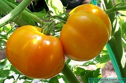 Tomatoesdị tomato dị iche iche na-enweghị atụ ma na-amịpụta uru bara uru maka ndị mbido