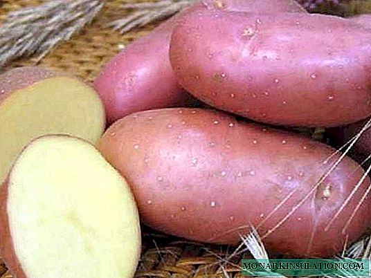7 varjetajiet ta 'patata super bikrija u Delicious ta' min tħawwil fl-2020