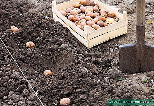 7 maniere om aartappels te plant: tradisioneel en ongewoon