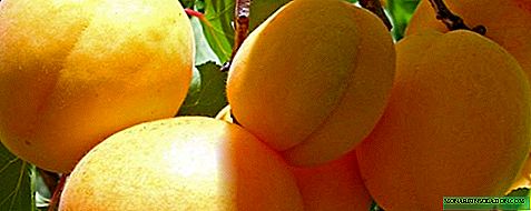 Apricot နာနတ်သီး - စိုက်ပျိုးခြင်းနှင့်ကြီးထွားလာခြင်း