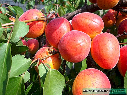 Apricot Krasnoshchekiy - rehetra ilainao hahalala momba ny karazany