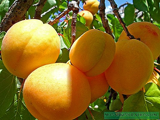 Apricot Kirusi: aina ya sugu ya baridi kwa njia ya kati