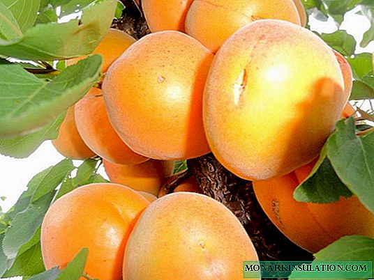 Nagereg-appelkoosvariëteite: plant- en versorgingskenmerke
