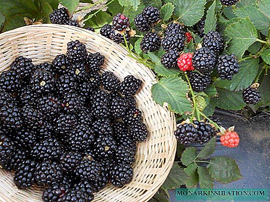 Agaveam - ຊະນິດທີ່ມີຜະລິດຕະພັນແລະບໍ່ມີສີສັນຂອງ blackberries