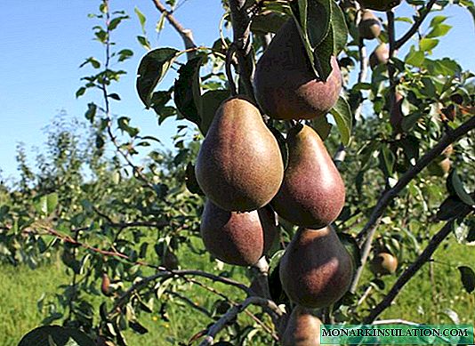 ອ້າວ, ມັນບໍ່ແມ່ນເຫດຜົນທີ່ຄວາມງາມຂອງ Bryansk ມີຊື່ສຽງ: ພາບລວມຂອງແນວພັນ pear ທີ່ນິຍົມ