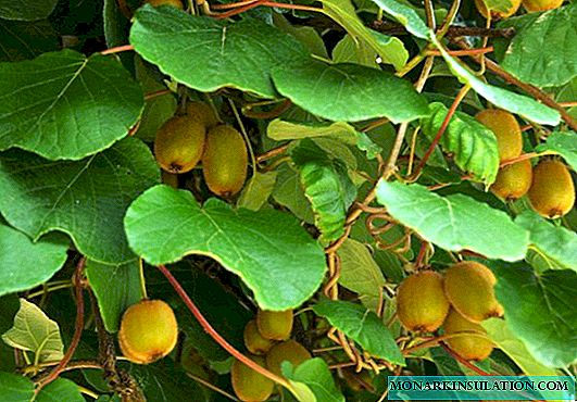 Acer cura plantabant in aperto agro