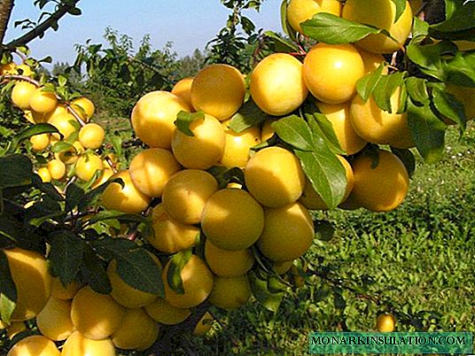 Cherry Plum Varietéiten Tsarskaya - Beschreiwung a Kultivatioun