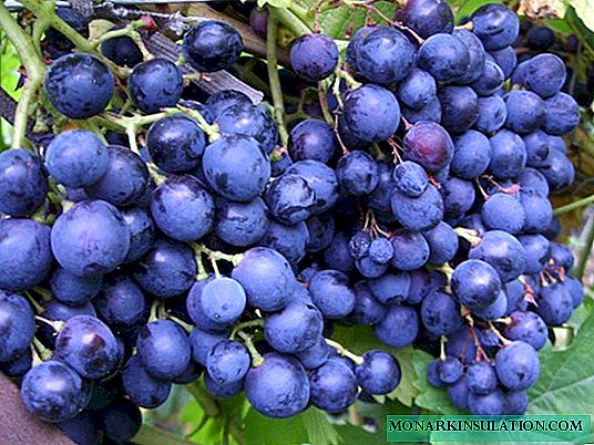 Shumëllojshmëria e rrushit Altai Riddle of Sharov, sidomos mbjellja dhe rritja
