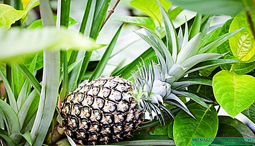 Pineapple: çandin, lênêrîn û hêviya serkeftinê