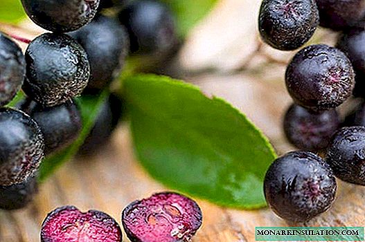 Aronia chokeberry: cultivo e coidado, características das variedades comúns