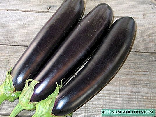 Eggplant Carl Orff - tenues et delectamentum!
