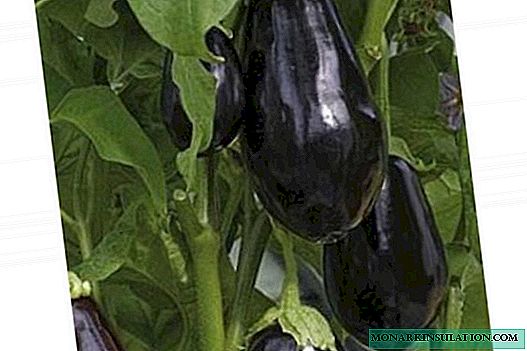 Eggplant fides, variis quae crescunt non timere frigus et snaps