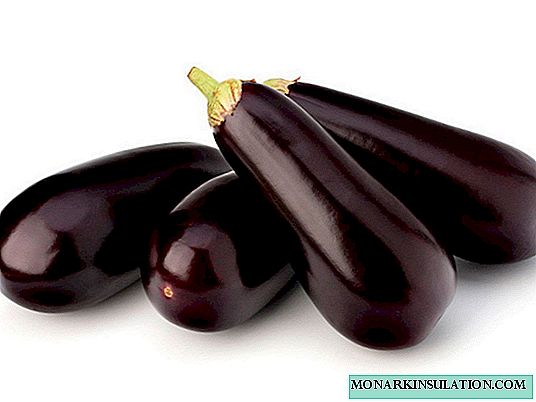 Eggplant mewn gardd ger Moscow