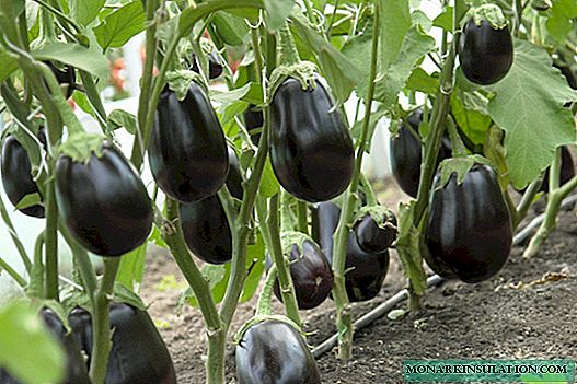 Eggplant a cikin Urals: yaya gaskiyar abin yake