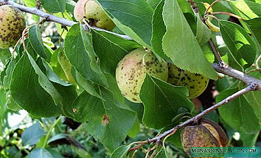 Siektes en plae van appelkoosbome, behandeling en voorkoming