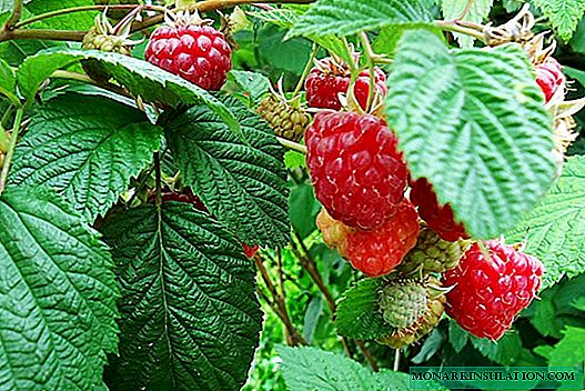 Kasakit sareng hama dina raspberry: tanda karuksakan, pengobatan sareng pencegahan