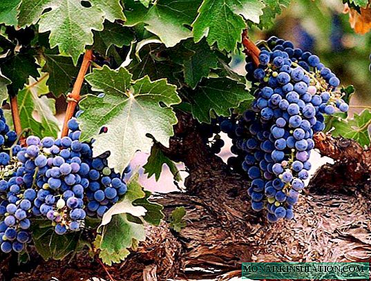 Bolesti i štetočine grožđa: kako prepoznati, liječiti, spriječiti
