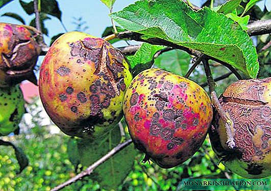 Siektes en plae van appelbome: oorsake en gesukkel