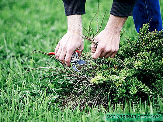 Weed control on the lawn or how to save your lawn