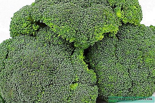 Broccoli: batid sa mga grado