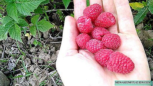 Brusvyana - osisi dị ka ịrụzi raspberries