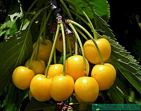 Cherish Chermashnaya - vrlo rana žuta sorta voća