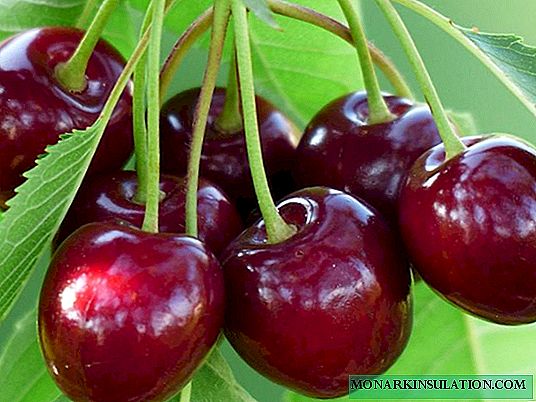 Cherry Tyutchevka: ცივი გამძლე ჯიში გემრიელი ხილით