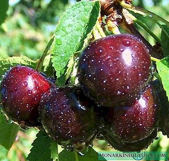 Ubumnandi be-cherry Night - izinhlobonhlobo ze-hybrid ezimnandi