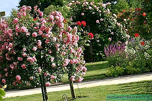 گل رز استاندارد چیست: باغی از سرزمین عجایب