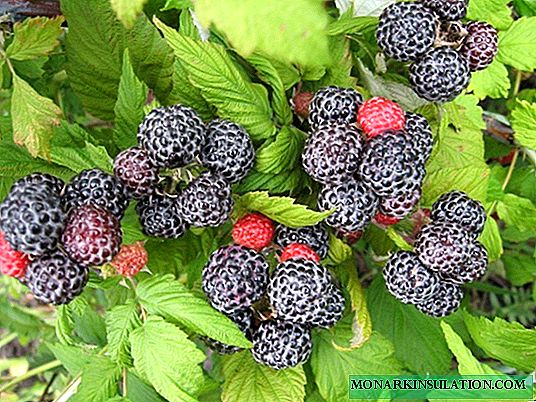 Buah raspberry hideung: kumaha tumuwuh buah amis dina warna wengi? Katerangan sareng fitur tina buah hideung