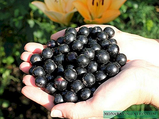 Blackcurrant Lazybones: pẹ ripening orisirisi pẹlu awọn eso didùn nla