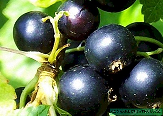 Blackcurrant Pygmy - salah sawijining varietas paling apik ing pasar Rusia