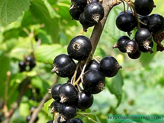 Grosella negra Selechenskaya - variedade de gran froito e sabor excelente