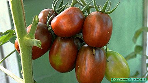 Qara Moor: pomidorun orijinal rənglənməsi və əla dadı